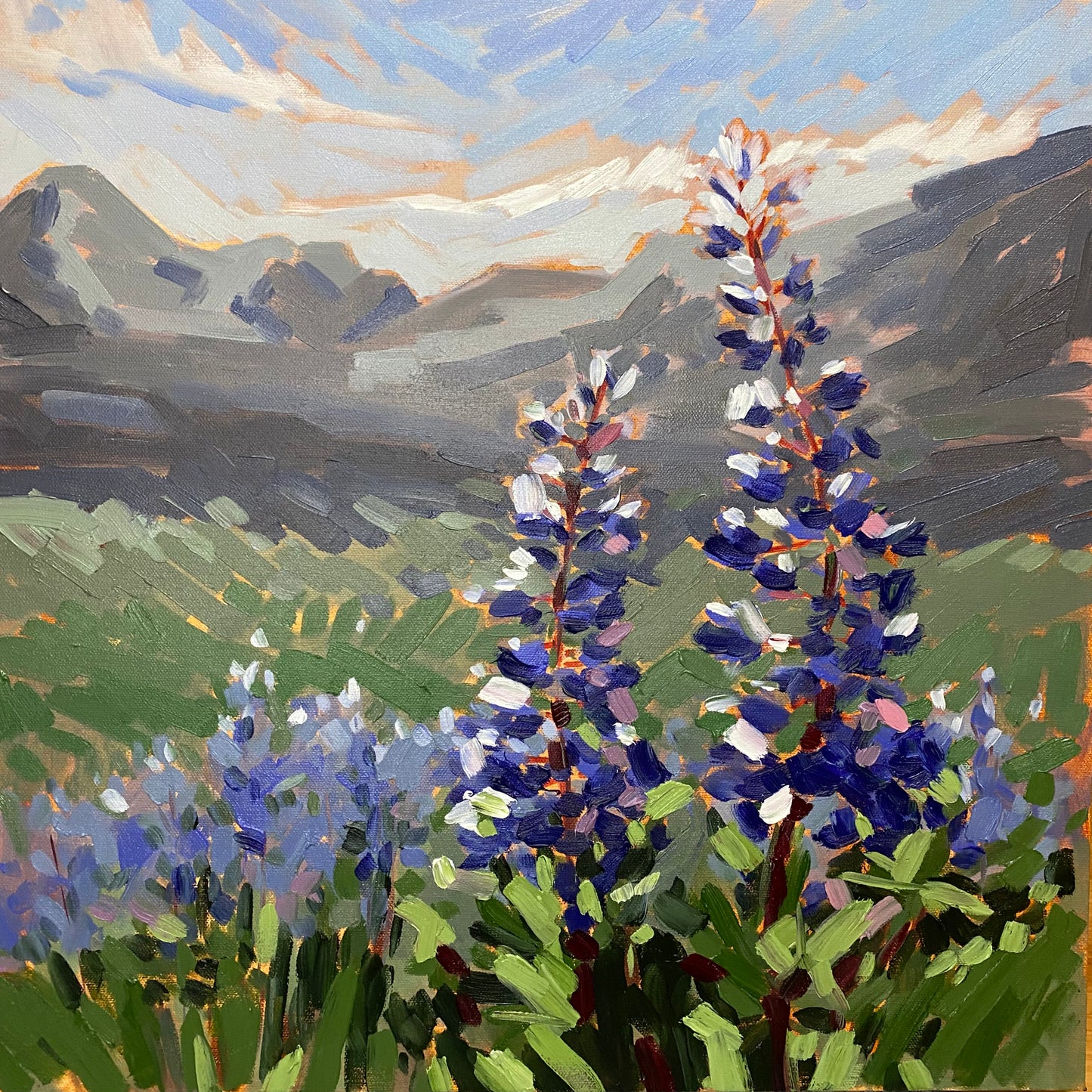 High Country Lupine